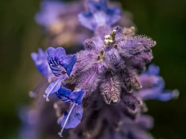 stock image Closeup shot of Russian Sage flowers in blossom