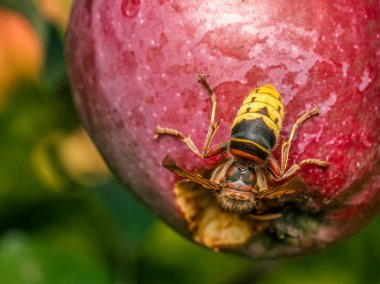 Elma ağacında yetişen çürük elmayı yiyen bir eşekarısının yakın plan fotoğrafı.