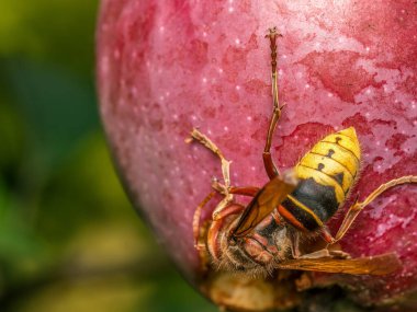Elma ağacında yetişen çürük elmayı yiyen bir eşekarısının yakın plan fotoğrafı.