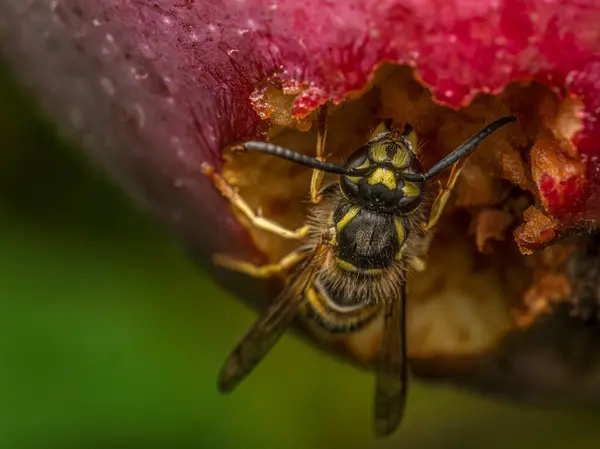 Stock image Closeup shot of a wasp eating rotten apple growing on apple tree