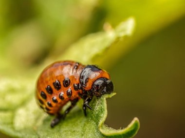 Colorado patates böceği larvasının yakın plan çekimi.