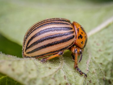 Colorado patates böceğinin patates yaprağı yediği yakın plan.