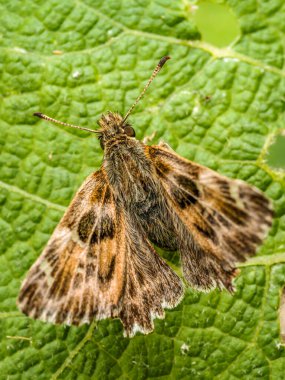 Closeup shot of Mallow skipper batterfly sitting on a green leaf clipart