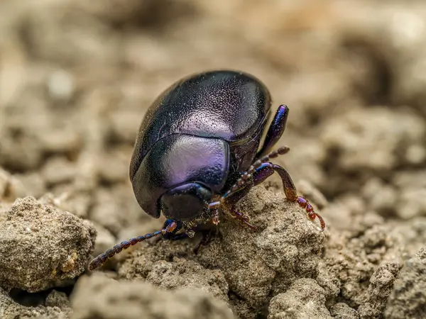 stock image Closeup shot of violet leaf beetle walking on the soil surface