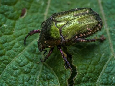 Bitki yaprağına yapışmış Bakır Shafer böceğinin yakın plan çekimi.