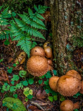 Close-up of a cluster of shaggy scalycap mushrooms growing together on a forest floor, showcasing nature's diversity and beauty clipart