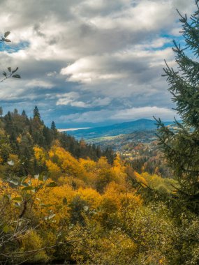 Sonbaharda kayan tepelerin ve ormanların manzarası. Titrek düşen yapraklar bulutlu gökyüzünün altında büyüleyici bir atmosfer yaratıyor, doğayı aydınlatıyor.