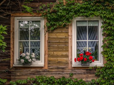 Sarmaşık ve renkli çiçeklerle dolu ahşap kulübe cephesi. Kırsal mimarinin ve doğal yeşilliğin cazibesini güzel bir şekilde yakalıyor..