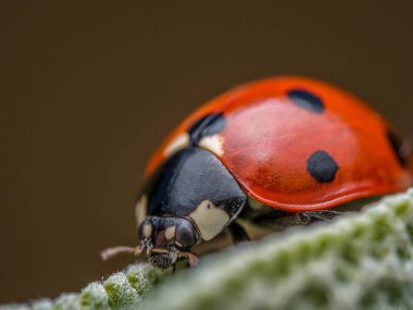 Yumuşak yeşil bir yaprağın üzerinde sürünen siyah benekli kırmızı uğur böceğinin detaylı makro çekimi doğanın güzelliğini ve karmaşıklığını gözler önüne seriyor.