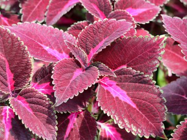 A striking close-up of vibrant red Coleus leaves showcasing their unique texture and rich botanical color. Perfect for garden enthusiasts and nature-inspired designs.