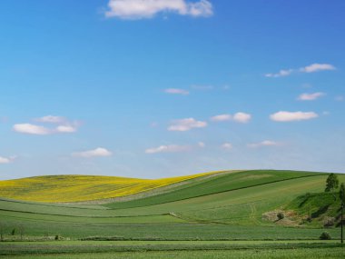 Yuvarlanan yeşil tepeler ve yumuşak, kabarık bulutlarla benekli canlı mavi bir gökyüzü içeren huzurlu bir manzara..