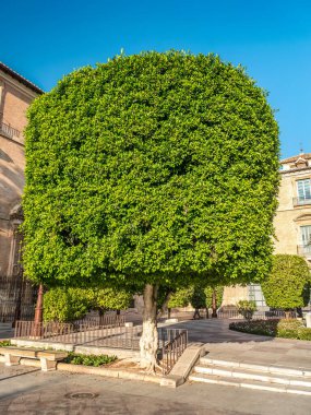 Şık ve doğal güzelliği çağrıştıran kentsel mimari ve banklarla çevrili güneşli bir plazada belirgin bir şekilde duran kare bir ağaç..
