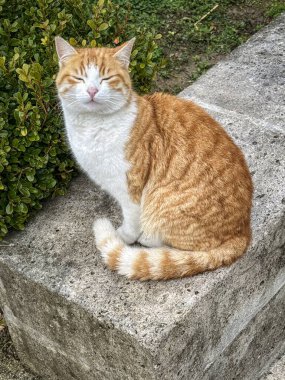 Uykulu bir kızıl ve beyaz kedi, yeşil çalıların arasında, taştan bir bankta huzur içinde yatar. Dışarıdaki bir bahçede sakinlik ve memnuniyet hissi yayar.