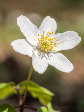Yeşil yaprakların arasında narin, beyaz ahşap bir şakayık çiçeği. Baharda doğal güzellikler sergiliyor.