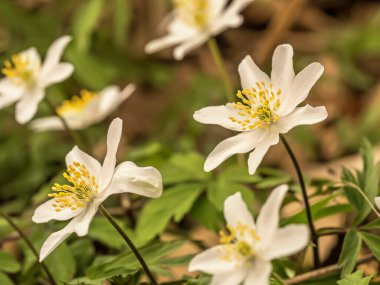 Yeşil yaprakların arasında narin beyaz ahşap şakayık çiçekleri, bahar boyunca doğal güzellikleri sergiliyor.