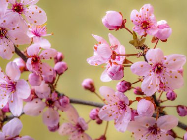 Erik ağacı çiçekleri çiçek açar, bir ağaç dalında filizlenir bahar boyunca