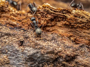 Makro fotoğraf kabuk üzerinde sürünen karıncalar, vahşi yaşam ve doğal yaşam ayrıntıları vurgulanıyor