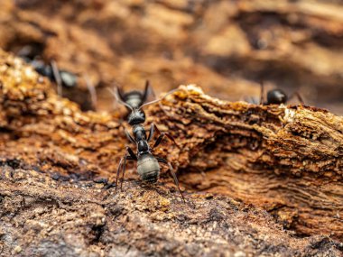 Makro fotoğraf kabuk üzerinde sürünen karıncalar, vahşi yaşam ve doğal yaşam ayrıntıları vurgulanıyor