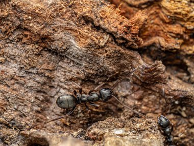 Makro fotoğraf kabuk üzerinde sürünen karıncalar, vahşi yaşam ve doğal yaşam ayrıntıları vurgulanıyor
