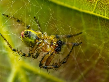Detaylı makro fotoğraf. Araniella alpica örümceğini yakalamak. Karmaşık bir şekilde örülmüş ağında oturuyor.