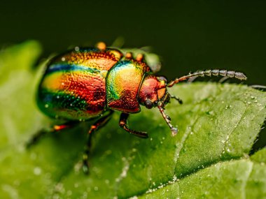 Canlı renklerde, yeşil bir yaprağın üzerinde duran, metalik renkli, ölü ısırgan otu yaprağı böceğinin makro fotoğrafı..