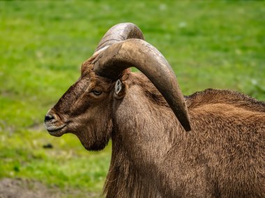 Görkemli Libya Berberi Koyunlarının büyük, dairesel eğri boynuzları yeşil çimen zeminli doğal bir doğal yaşam alanında yakalanır.