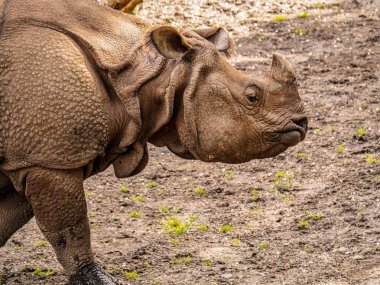 Dokulu deriyle süslenmiş bir gergedanın yan görüntüsü vahşi hayatın engebeli güzelliğini gözler önüne seren doğal bir yaşam alanında yürüyor.