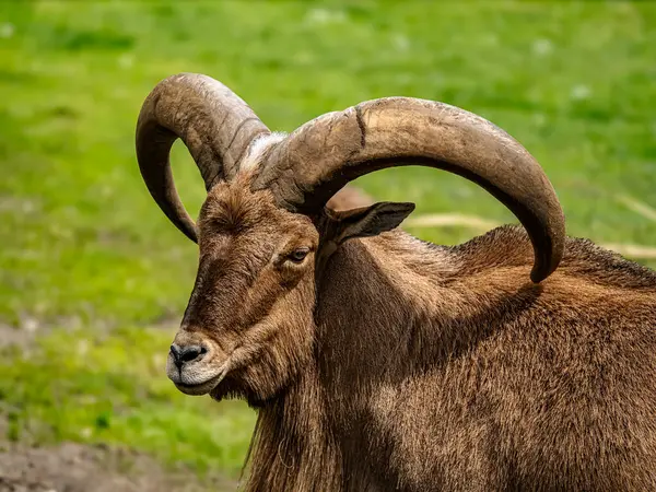 Görkemli Libya Berberi Koyunlarının büyük, dairesel eğri boynuzları yeşil çimen zeminli doğal bir doğal yaşam alanında yakalanır.