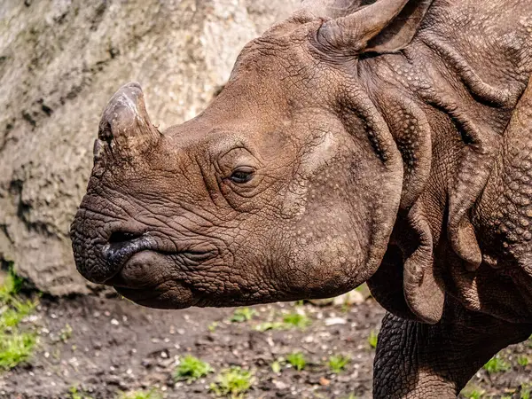 Dokulu deriyle süslenmiş bir gergedanın yan görüntüsü vahşi hayatın engebeli güzelliğini gözler önüne seren doğal bir yaşam alanında yürüyor.