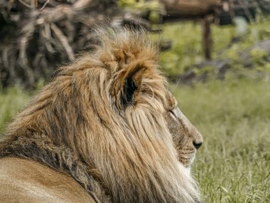 Doğal ortamında büyülenmiş bir aslanın büyüleyici bir yan profili.
