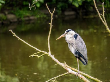 Huzurlu bir gri balıkçıl, yemyeşil sularla çevrili sakin bir göletin üzerinde zarif bir şekilde dinlenir.
