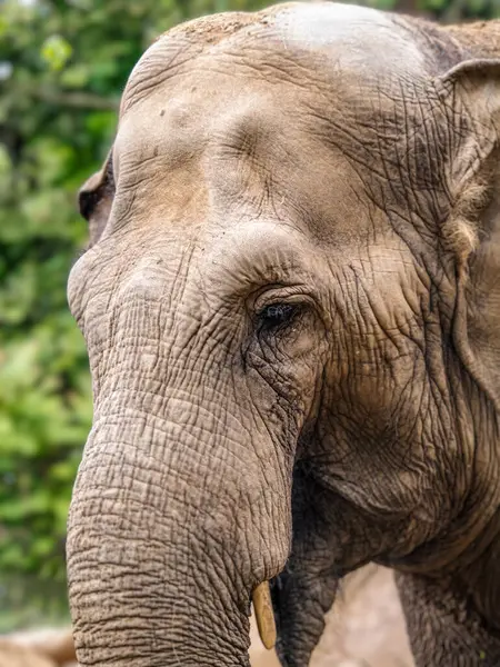 Asyalı bir filin yüzünün detaylı görüntüsü, desenli deri ve fildişi sergileniyor, doğal yeşil bir arka plana karşı dizilmiş.
