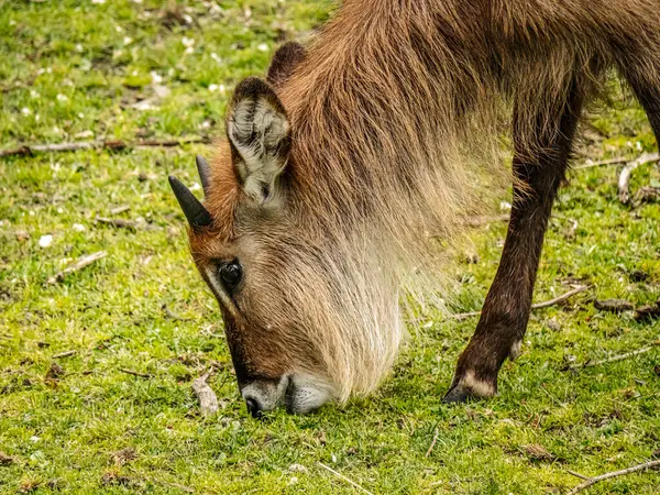 Su antiloplarının yemyeşil çimlerde huzur içinde otlamasının detaylı bir görüntüsü, vahşi yaşamı ve doğanın takdirini ön plana çıkarıyor.