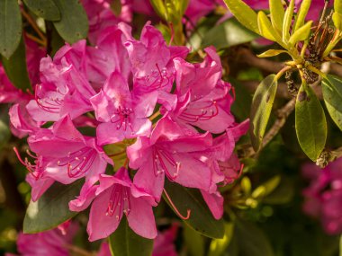 Parlak Pembe Azaleas Güneş Işığı Altında Yeşil Yeşillikte Çiçek Açar