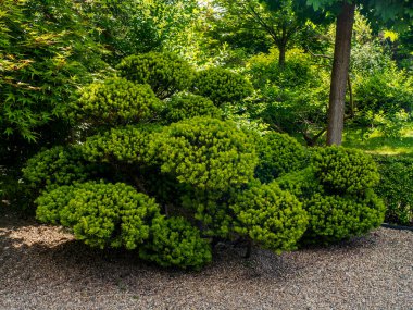 Huzurlu bir Japon bahçesi, canlı yeşil yapraklar ve çakıllarla çevrili güzel şekilli bir çalılık sergiliyor. Sıcak güneş ışığıyla yıkanmış, dingin ve uyumlu bir atmosfer yaratıyor.
