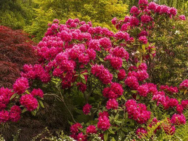 Canlı pembe rhododendron çiçekleri, yemyeşil yemyeşil, göz kamaştırıcı ve huzurlu doğal bir ortam yaratan, sakin bir Japon bahçesinde canlı bir şekilde çiçek açar..