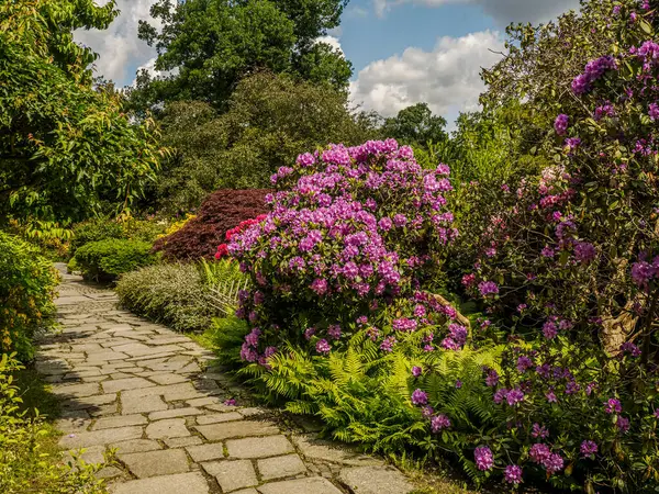 Japon Bahçe sahnesinde canlı mor çiçekler, yeşil eğrelti otları ve parçalı bulutlu bir gökyüzünün altında yemyeşil çalılarla çevrili bir taş yol sergileniyor..