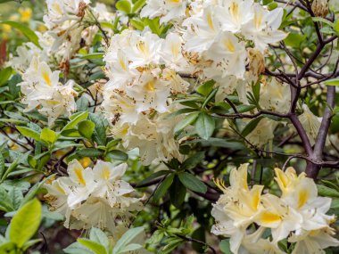 Beyaz rhododendron çiçekleri ilkbaharda yemyeşil bir bahçede çiçek açarak doğal güzellik ve sükuneti yakalıyorlar.