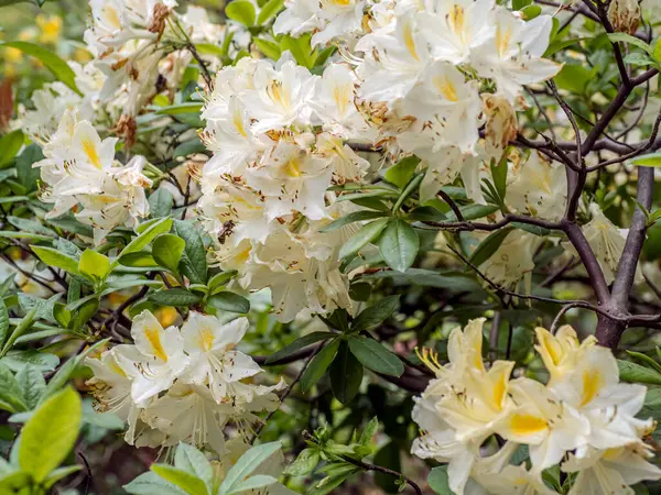 Beyaz rhododendron çiçekleri ilkbaharda yemyeşil bir bahçede çiçek açarak doğal güzellik ve sükuneti yakalıyorlar.