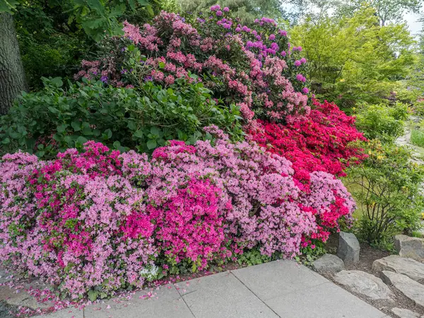 Renkli açelya çalıları, iyi korunmuş bir bahçede canlı pembe ve kırmızı çiçekler sergilerler. Doğanın güzelliği arasında gezinti ve rahatlama için mükemmel ferahlatıcı ve dingin bir atmosfer sunarlar.