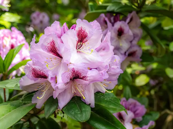 Yeşil yaprakların arasında açan canlı mor ve pembe rhododendron çiçekleri, doğanın güzelliğini gözler önüne seriyor ve sakin bahçe çevresine renk katıyor.