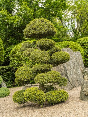 Tam olarak budanmış yeşillik, düzenlenmiş kayalar ve huzur dolu, yemyeşil bir bahçe huzur verici ve sanatsal bir görsel yaratıyor.