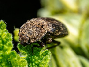 Yeşil bir yaprağın üzerine tünemiş benekli kahverengi bir klik böceğinin yakın plan görüntüsü..