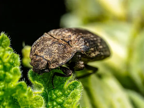 Yeşil bir yaprağın üzerine tünemiş benekli kahverengi bir klik böceğinin yakın plan görüntüsü..