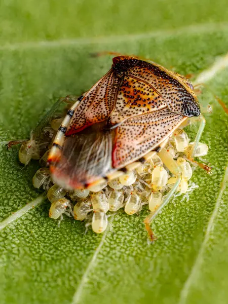 Yaprağın üzerine tünemiş bir ebeveyn böceğinin makro görüntüsü, yumurtalarını koruyor.