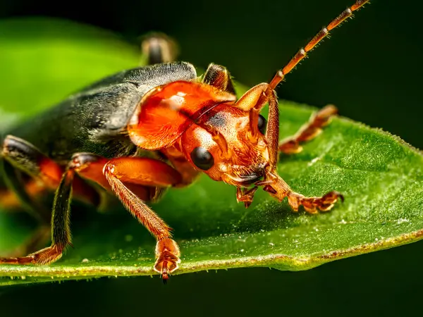 Yeşil bir yaprağın üzerinde dinlenen Solgun Asker Böceğin yakın plan çekimi.