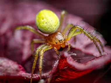 Salatalık yeşili bir örümceğin canlı kırmızı bir yaprağın üzerinde, karmaşık detaylar ve dokular sergiliyor.