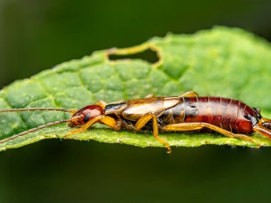 Detaylı makro çekim, canlı yeşil yaprak yüzeyine konmuş bir kulaklık böceği sergiliyor..