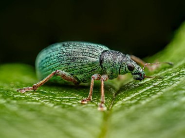 Yeşil bir yaprağa tünemiş güzel bir yeşil göçmen yaprağının Macro fotoğrafı.