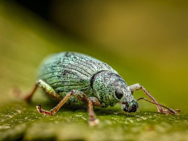 Yeşil bir yaprağa tünemiş güzel bir yeşil göçmen yaprağının Macro fotoğrafı.